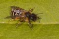 Andrena flavipes